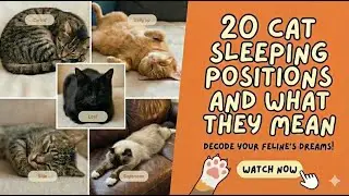 20 cat sleeping positions and what they mean