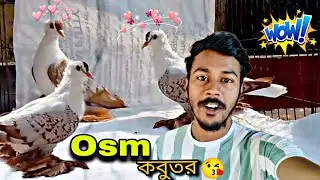 কবুতর গুলোকে দেখতে অসাধারণ লাগছে😱#myworld #petsvlog 