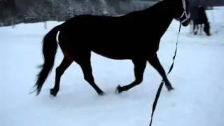 Isola blir longerad