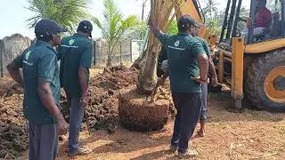 How to Relocate Coconut Trees? | Tree Transplantation Expert Kerala India
