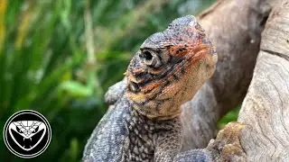Basic set up/ care: Central netted dragons
