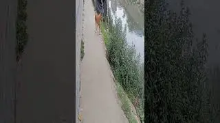 Two cute dogs playing beside the canal : - dog , cute dogs , dogs playing , dog video . #shorts 🐶🐕🐩