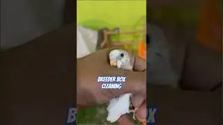 Breeder box cleaning | poop cleaning | Milky parrot baby | #budgies #parrot