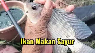 Mancing nila liaran umpan lumut