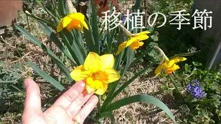 移植の季節｜雑草の根に絡まり瀕死の状態｜3月上旬｜実家の庭｜宿根草の庭