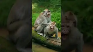 A huge fun for monkeys #funnymoments #funforallages #viralfunnyshortsvideo
