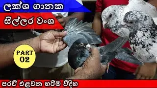 Sinhala paravi review in sri lanka . Best tyming pigeon review .paravi