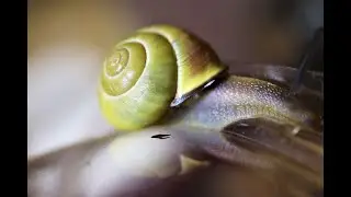 5 Cool Facts About Snails