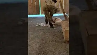 Baby Goat Supervises Dog Grooming