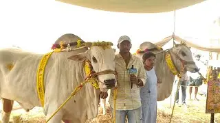 RK Bulls Owner Siva Krishna Garu Interview🌹 Few Words About Ongole Bulls 🔥🔥🔥🔥✌✌👌👌💐💐🐂