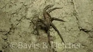 Unidentified spider, Cambodia. 20150210_193844.m2ts