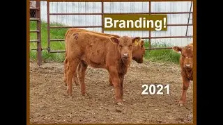 Cattle Branding 2021 | Livestock Brand | Hot Iron | Beef Cattle