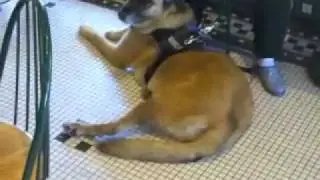 Public Access Testing for Service Dogs