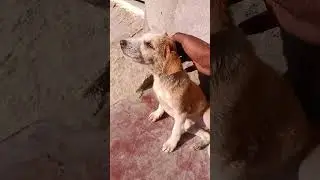 हमें लग रहा है सुबह हो गई🌄🐕 #hame #laga #raha #hai #subah #ho #gai #shorts #funnydog #youtubeshorts