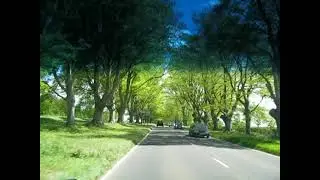 Kingston Lacy Badbury Rings Avenue of Beech Trees