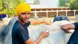 Baba bakala shoni sahib