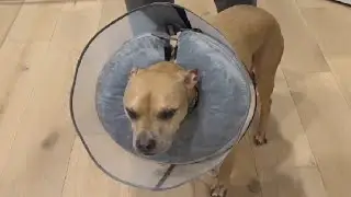 BARKLESS Dog Donut Collar, 2 in 1 Inflatable Dog Collars for After Surgery to Stop Licking Wounds