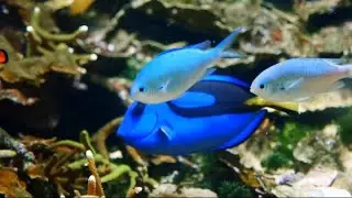 ROYAL BLUE TANG FISH SWIM IN CORAL REEF/YELLOW FISH SWIMMING AMONG CORALS