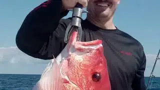 Huge Red Snapper caught on Gulf Of America in 2025