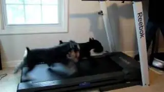 High Speed Wipe out on Treadmill. Two Miniature Schnauzers Treadmill Wipe out