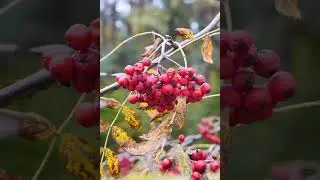 Осенние прогулки, прогулки в осеннем лесу - это как расслабляющая музыка для снятия стресса