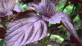 Red shiso | Perilla
