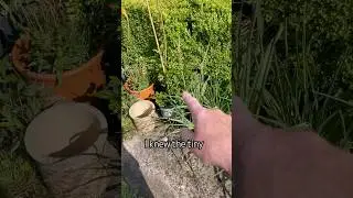 Mystery Wasp Drama. #garden #activity #development #sting #vlog #insects #pest #nature #growing