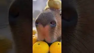 Capybara The Zen Master of the world 🌿🦆 #capybara #chill #zen