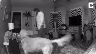 Protective Dog Stops His Owner From Falling Over