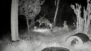 Wild Garden Diary December 23rd-24th
