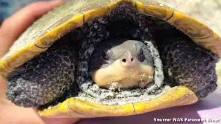 Podcast: Diamond-backed Terrapin Nest Survey and Conservation at Naval Air Station Patuxent River