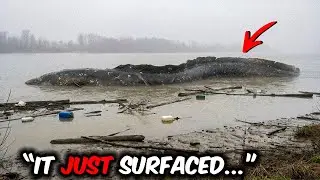Experts Refuse To Comment After Fishermen Captured A Footage of NEW UNKNOWN Electric Eel Hybrid!