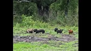Hmong Florida - Wild piglets came to our land.
