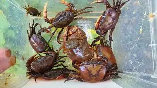 Best Catching Crab Along the water's edge 