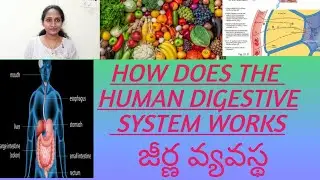 How the #digestive system# works in human body In Telugu by kush foodies &talks