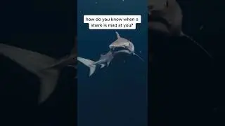 Was This Shark Mad At Me? 🧐 #sharks #behavior #apexpredator #diving #hawaii #a