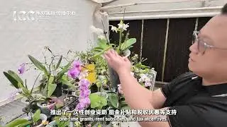 Why do HK youth opt for life and startups in Guangdong?