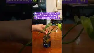 Epi Flame & Skeleton Key Pothos Propagation in Water | Easy & Aesthetic Plant Growth 🌿💧
