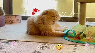 正月を過ごす猫たち#スコテツシユフォールド
