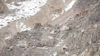Snow Leopard Mating in Ladakh 2022. Female invites the male to mate!
