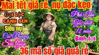 🍀18/1☎️0326119500-Mộng👉 xã rẻ mai tết chỉ 70k cây, đại Lộc, bình lợi, phú Tân, siêu nụ và 36 mã số
