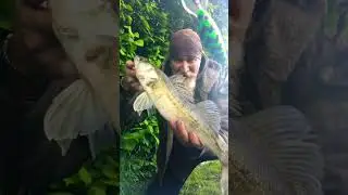Zander Bruvs #zanderfishing #canalfishing #2bruvsfishing