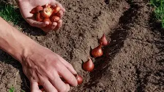 🧅 Guide to Organic Onion Farming | Tips for Successful Onion Cultivation