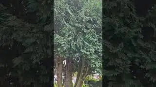 #nature #video #lovelywalk #song #uk #walk #goodvibes #travel #peace