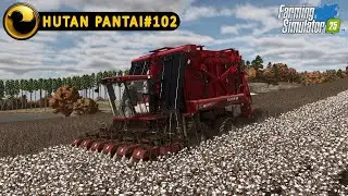 HARVESTING COTTON|HUTAN PANTAI#102|FARMING SIMULATOR 25|GAMEPLAY|TIMELAPSE|FS25