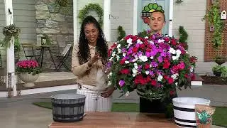 Roberta's 3Pc SunPatiens Live Plants With Whiskey Barrel Planter on QVC