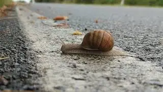 Snail run