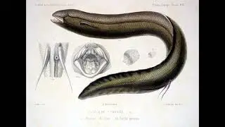 南美洲肺鱼 | South Africa Lung Fish | Lepidosiren paradoxa | 鱼 | 水族爱好者 | 鱼痴日记