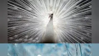 Aves fant&aacute;sticas