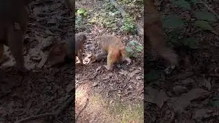 Why is This Monkey Mom Rejecting Her Baby?  #pets #cute #funnyanimals #animals #monkey #shorts